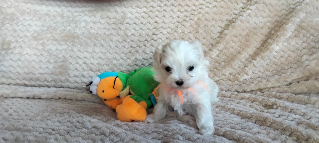 de la Valley d’Ormstown - Chiot disponible  - Bichon maltais