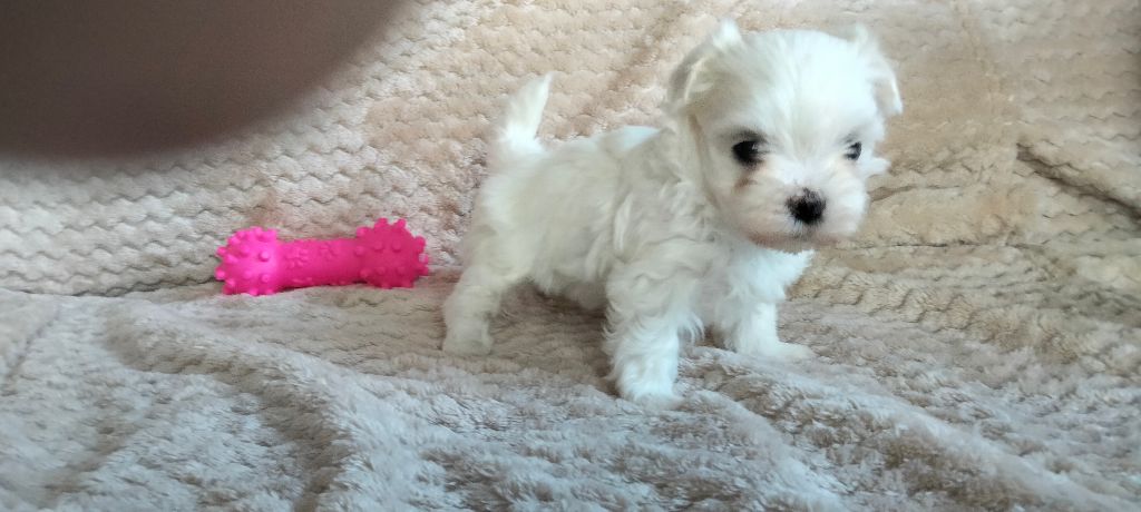 de la Valley d’Ormstown - Chiot disponible  - Bichon maltais