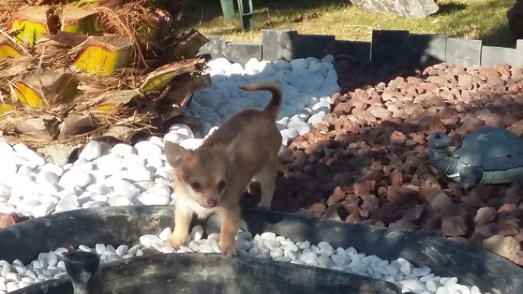chiot Chihuahua de la Valley d’Ormstown