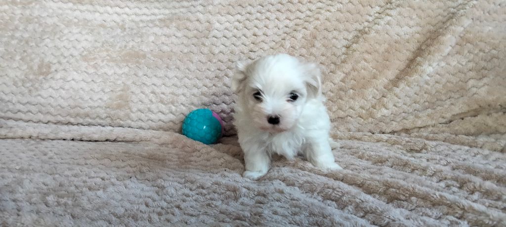 de la Valley d’Ormstown - Chiot disponible  - Bichon maltais