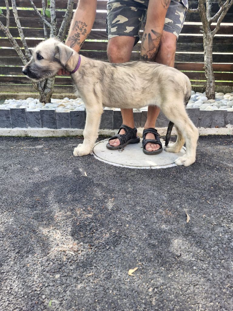 de la Valley d’Ormstown - Chiots disponibles - Levrier Irlandais