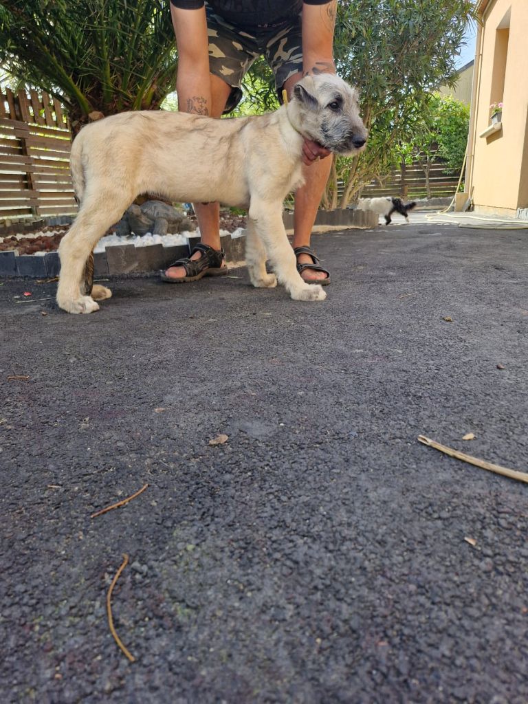 de la Valley d’Ormstown - Chiots disponibles - Levrier Irlandais