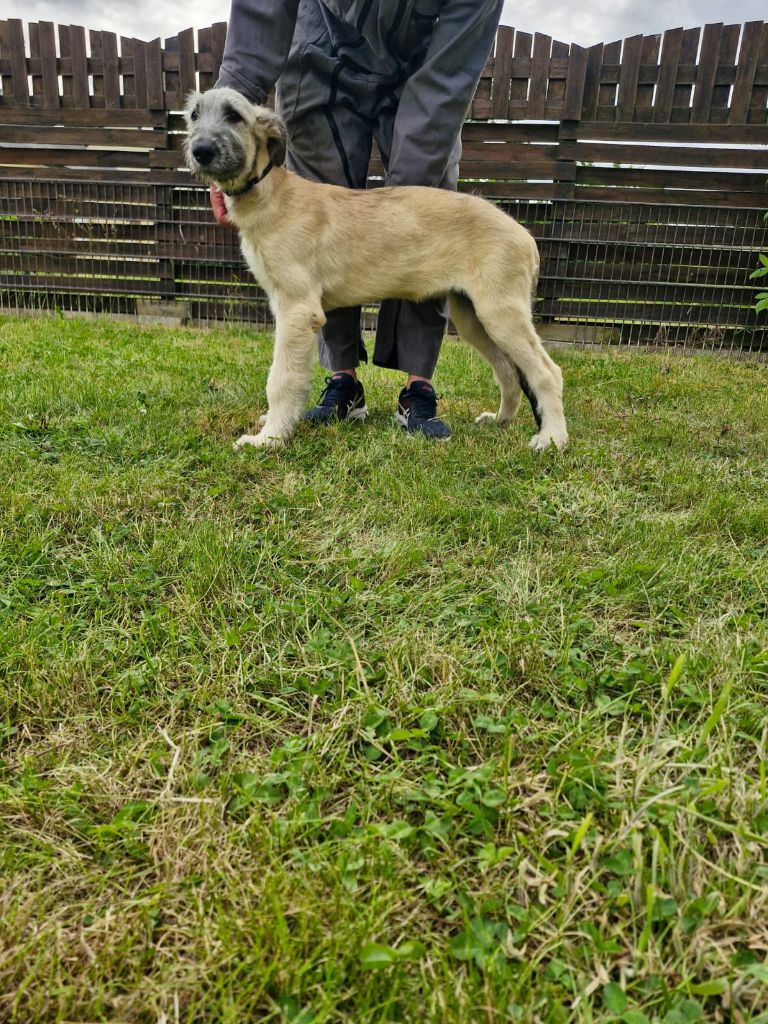 de la Valley d’Ormstown - Chiots disponibles - Levrier Irlandais
