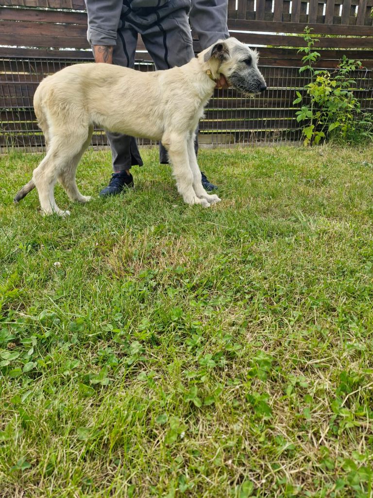 de la Valley d’Ormstown - Chiots disponibles - Levrier Irlandais