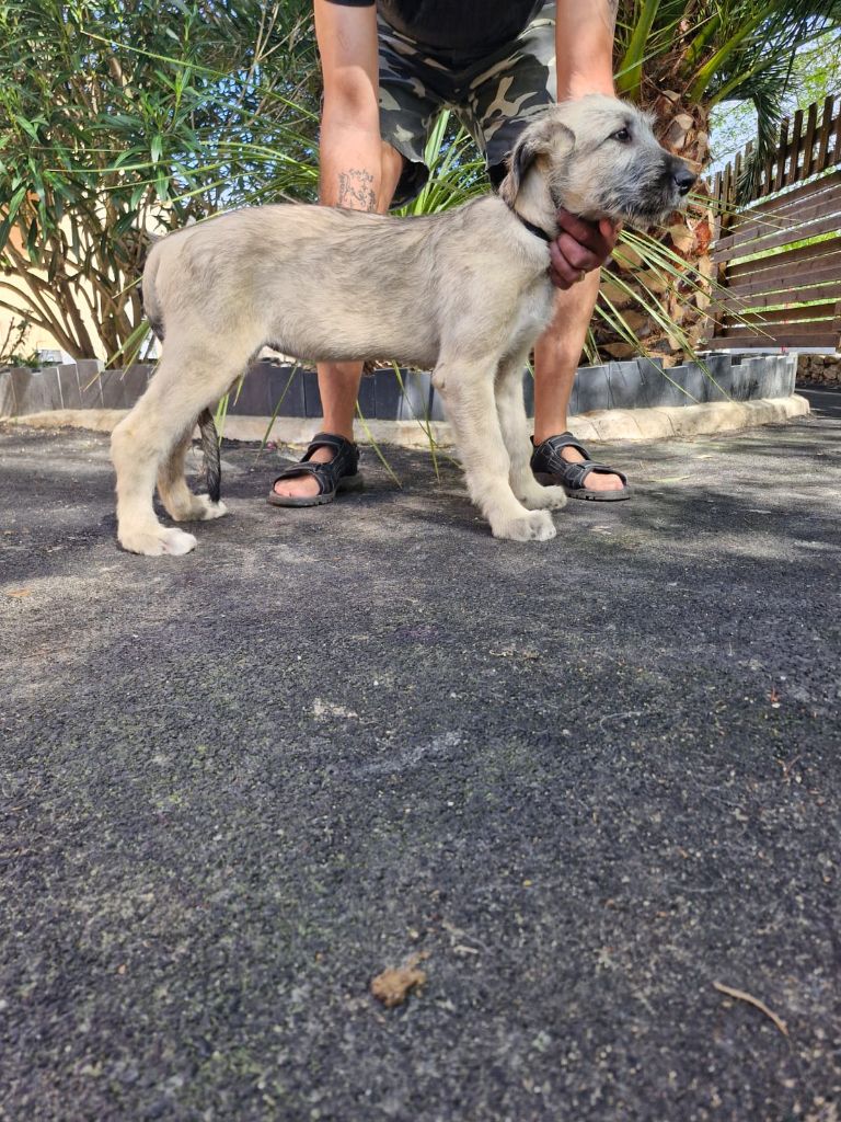 de la Valley d’Ormstown - Chiots disponibles - Levrier Irlandais